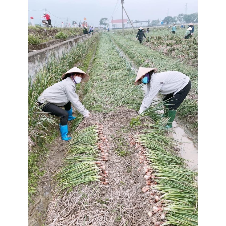 Hành ta Kinh Môn phi 1kg nguyên chất loại 1 nhà làm siêu thơm ngon Giá rẻ