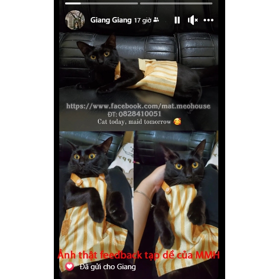 Tạp dề mèo Yukichi