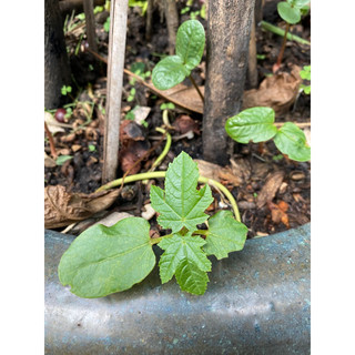 HẠT GIỐNG THẦU DẦU TÍA (hỗ trợ vài bệnh) - 1 gói