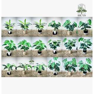 Cây giả - monstera, môn, trầu bà, lá rùa, đuôi công, ngân hà