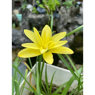 Củ hoa huệ mưa kép Lemon Quartz gửi củ mẹ - bảo hành tới khi nở đúng màu