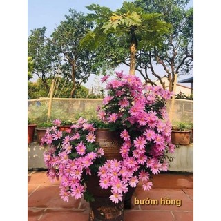 Cây giống cúc tiểu thư hồng