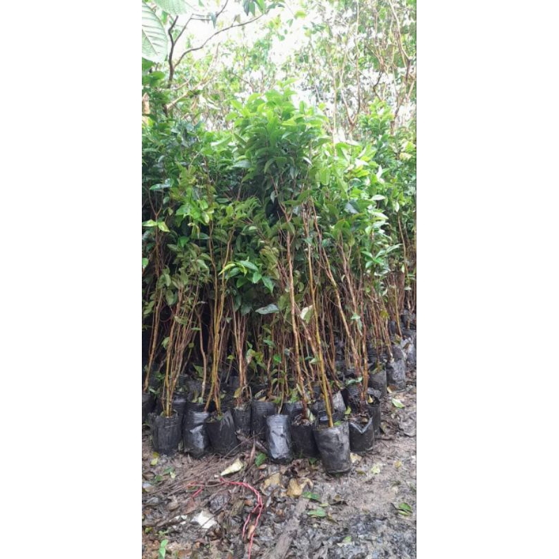 Nho thân gỗ 12 vụ