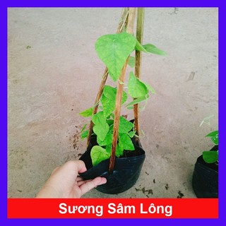 Cây sương sâm lông - làm sương sâm ăn giải nhiệt mùa hè