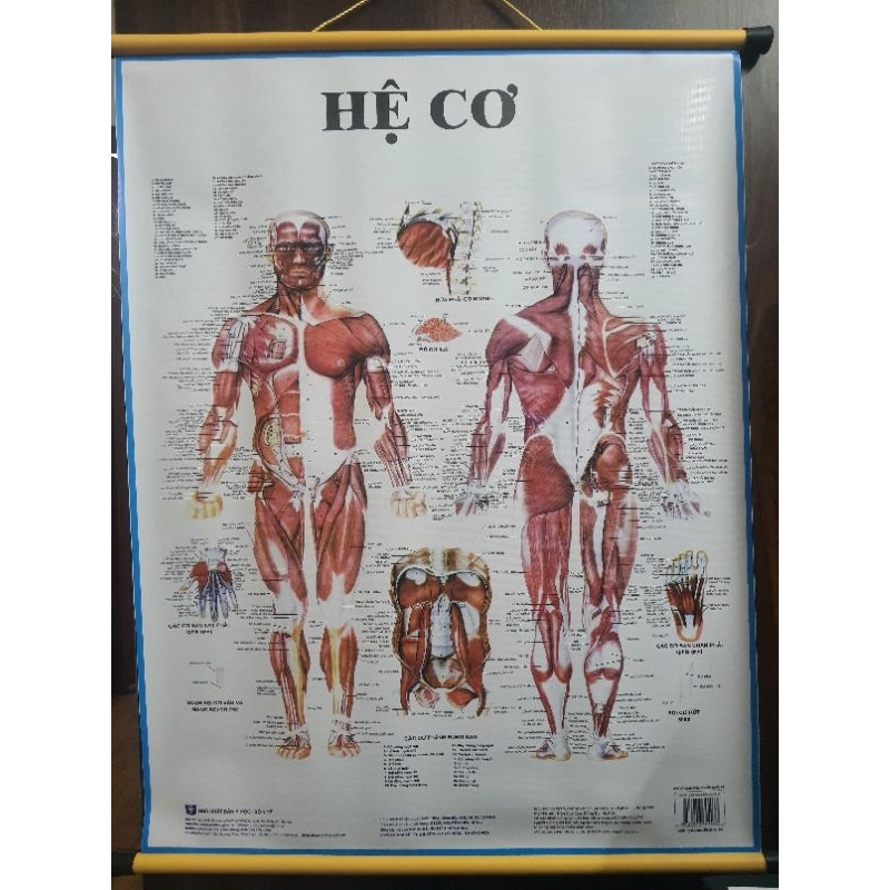 Tranh giải phẫu hệ cơ 70×90cm
