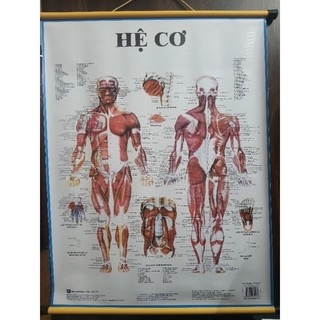 Tranh giải phẫu hệ cơ 70×90cm tranh treo tường