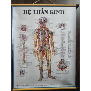 Tranh giải phẫu hệ thần kinh 70×90cm tranh treo tường y khoa