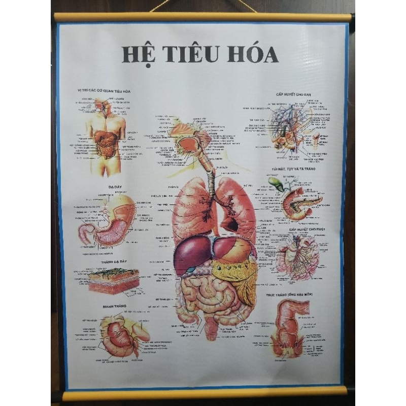 Tranh giải phẫu Hệ tiêu hóa 70×90cm