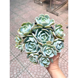 Sen đá Đất Trắng size tô khỏe chung gốc