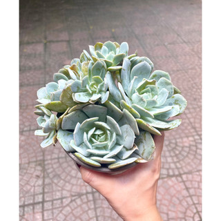 Sen đá Đất Trắng size tô khỏe chung gốc