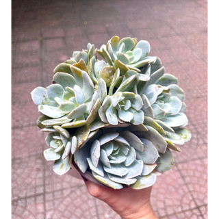 Sen đá Đất Trắng size tô khỏe chung gốc