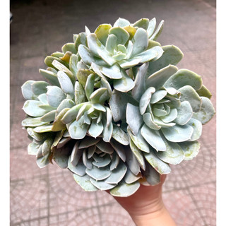 Sen đá Đất Trắng size tô khỏe chung gốc