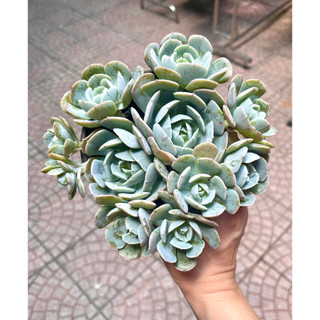 Sen đá Đất Trắng size tô khỏe chung gốc