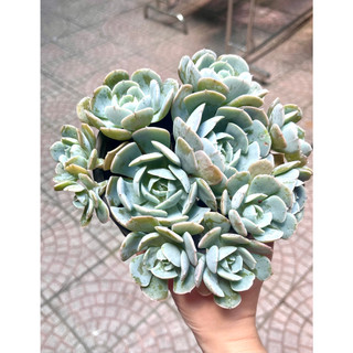 Sen đá Đất Trắng size tô khỏe chung gốc