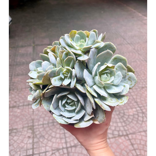 Sen đá Đất Trắng size tô khỏe chung gốc
