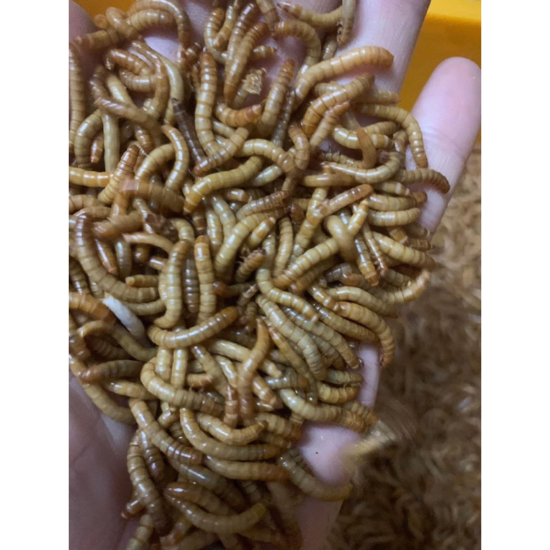Mồi cá rồng chim chích choè gà ăn dinh dưỡng 100g