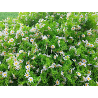 Sét 10 nhánh cỏ điểm hoa cúc họa mi, trang trí bó hoa , giỏ quà