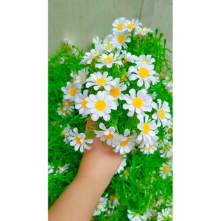 1 nhánh cỏ điểm hoa cúc