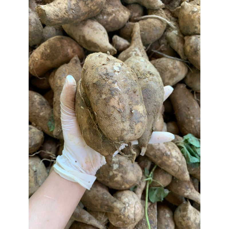 Combo 10kg sâm đất size 4-6 củ/kg