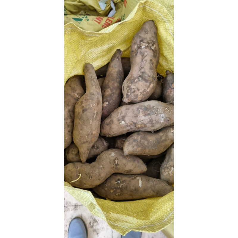 Combo 10kg sâm đất size 4-6 củ/kg