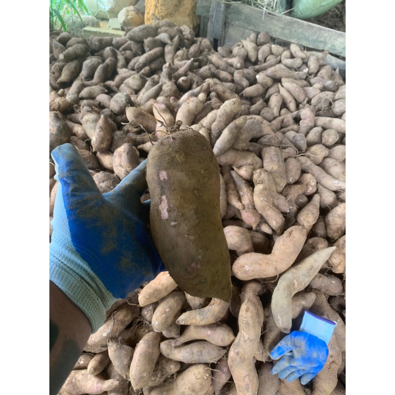 Combo 10kg sâm đất size 4-6 củ/kg