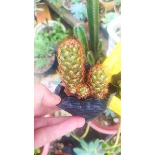 Xương rồng thạch trụ thiên