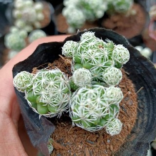 Xương rồng Trứng Chim size vỉ