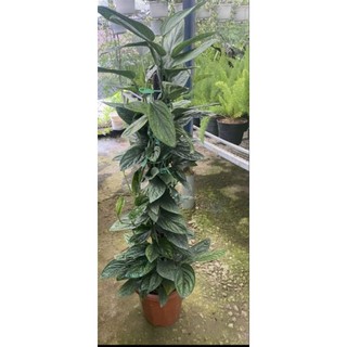 Trầu bà hạnh phúc chậu trắng