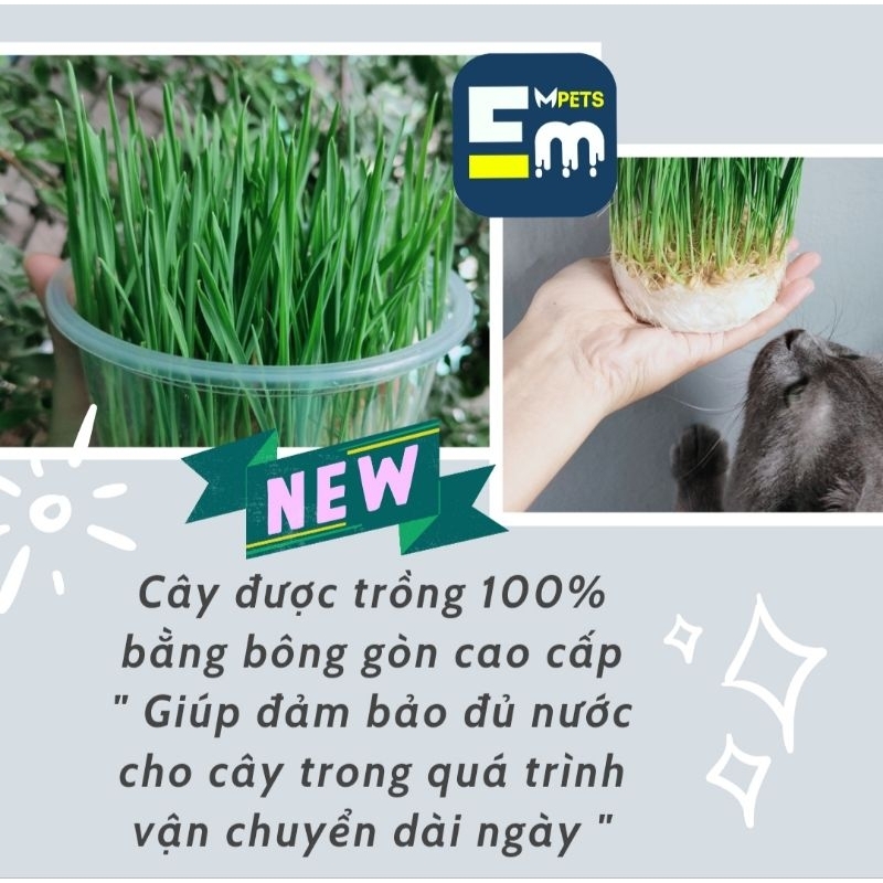 - Cỏ Mèo Tươi Trồng Sẵn - Cỏ Lúa Mì - Mpets