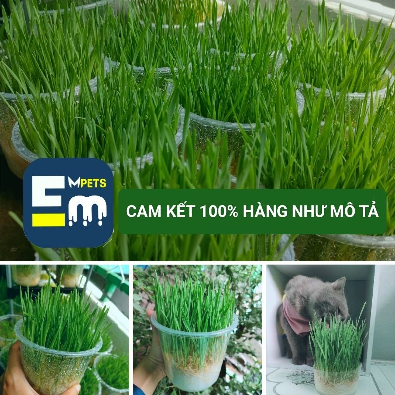 - Cỏ Mèo Tươi Trồng Sẵn - Cỏ Lúa Mì - Mpets