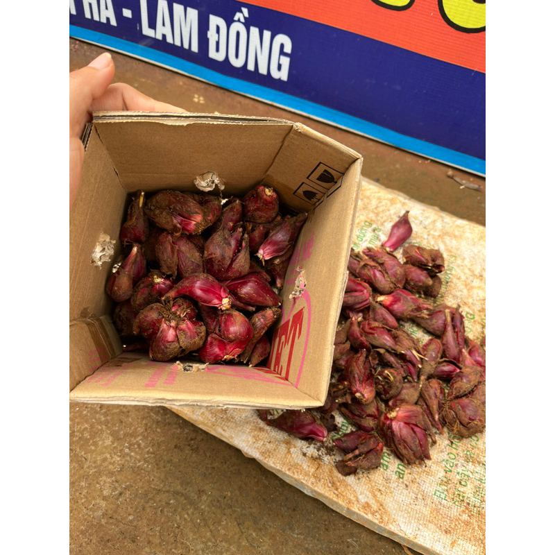 Sâm đại hành tươi