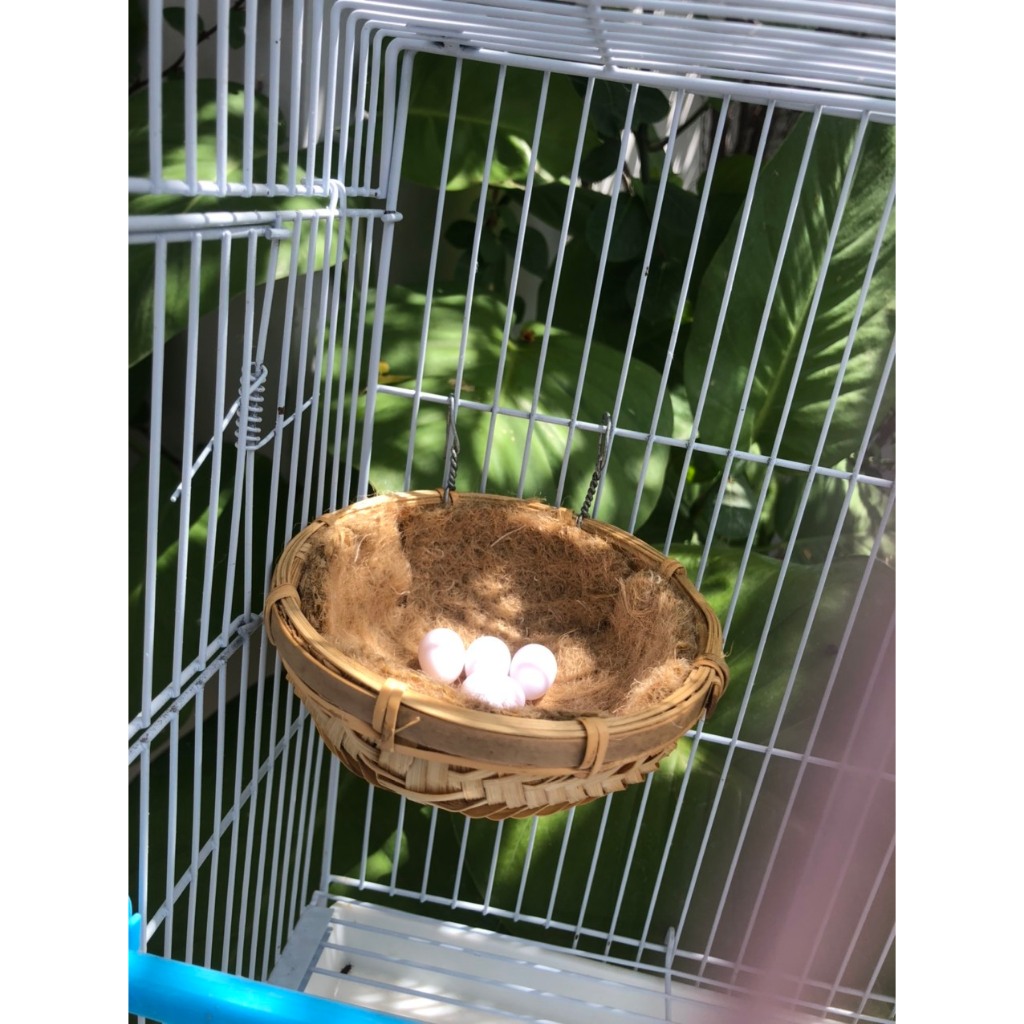 Tổ tre cho chim yến hót