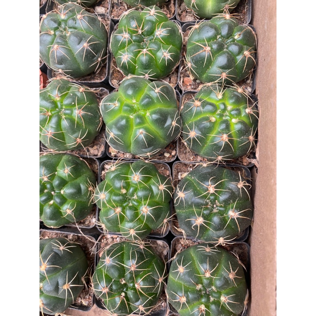 Xương Rồng Bánh Bao , ảnh thật tại vườn , Ship cây ngẫu nhiên, vui lòng IB để được tư vấn.