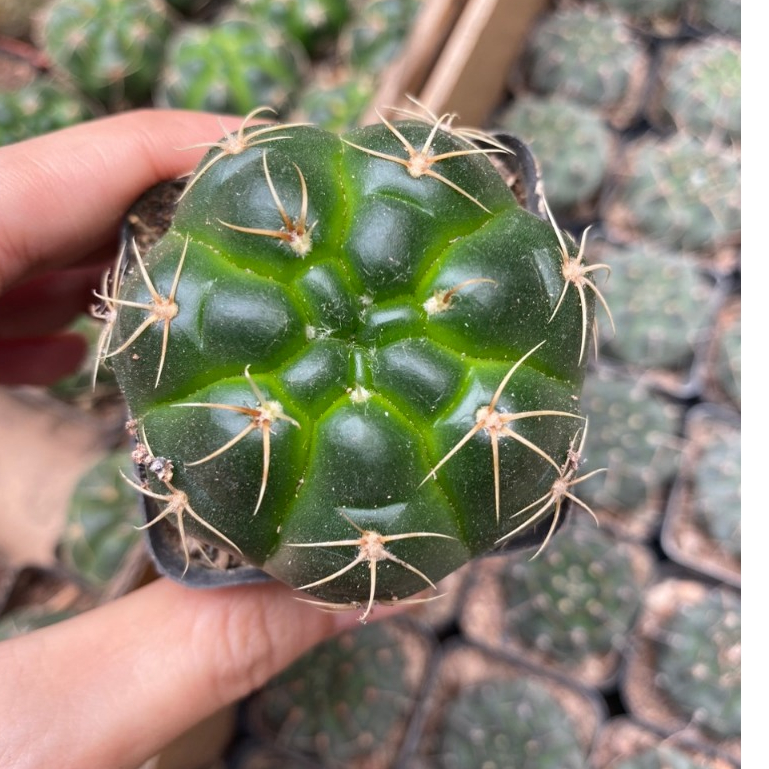 Xương Rồng Bánh Bao , ảnh thật tại vườn , Ship cây ngẫu nhiên, vui lòng IB để được tư vấn.