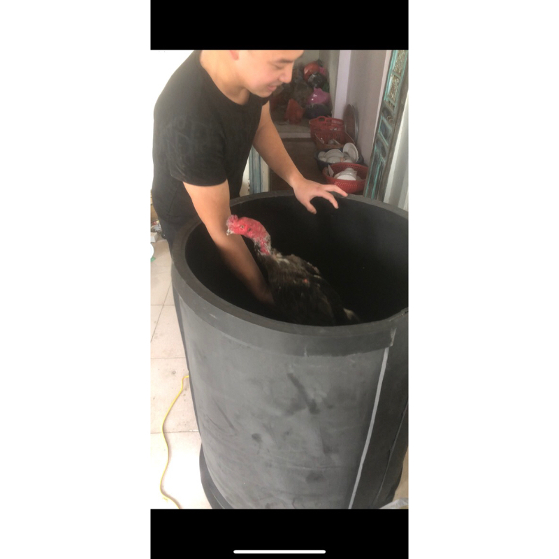 Thùng nhảy tập lực cho gà chọi