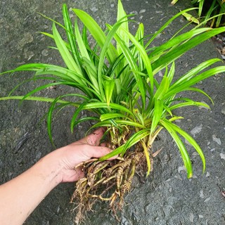 Combo 10 Cây lá dứa giống - Lá nếp thơm