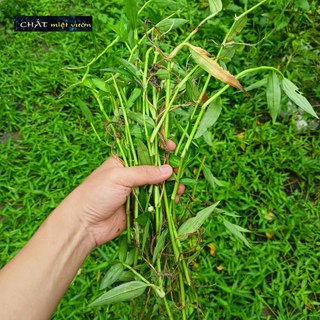 Combo 10 cây Rau Trai giống - Thài lài trắng giống - Rễ trần