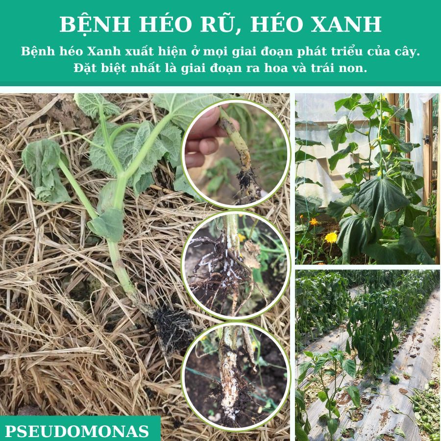 PSEUDOMONAS Chế Phẩm Trừ Bệnh Héo Xanh, Vàng Lá,Thối Thân Xì Mủ