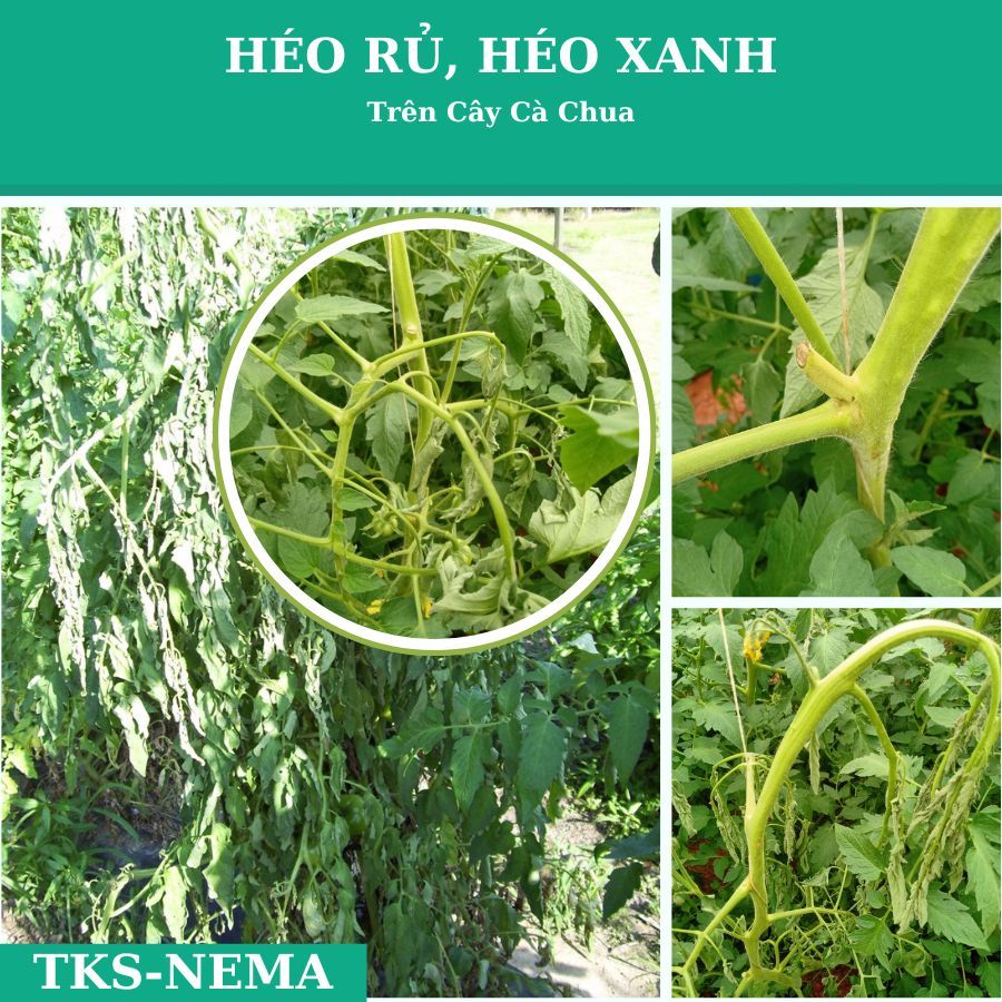 PSEUDOMONAS Chế Phẩm Trừ Bệnh Héo Xanh, Vàng Lá,Thối Thân Xì Mủ