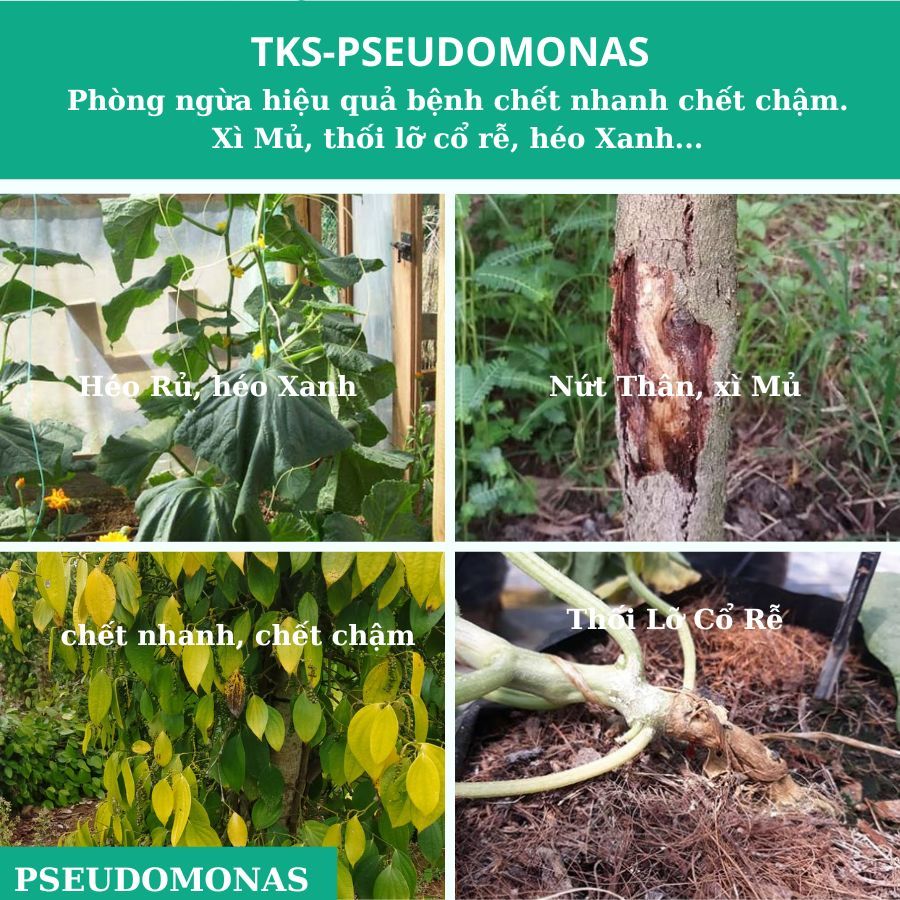 PSEUDOMONAS Chế Phẩm Trừ Bệnh Héo Xanh, Vàng Lá,Thối Thân Xì Mủ