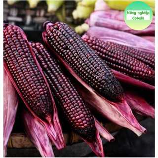 Hạt giống bắp nữ hoàng đỏ, bắp tím