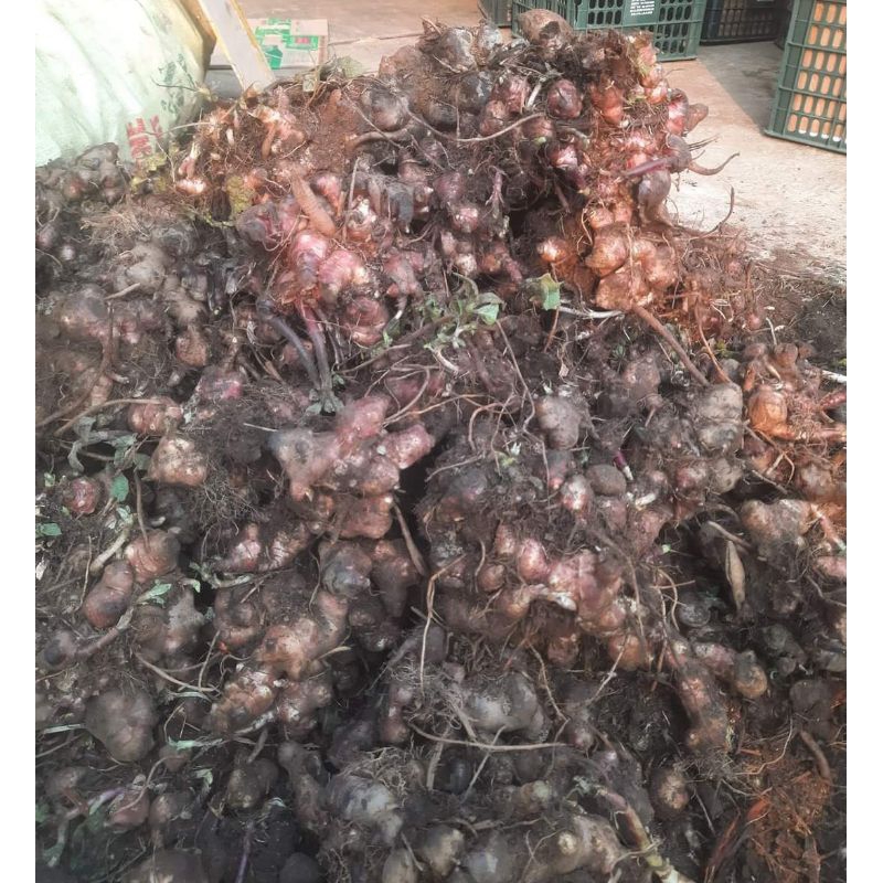 10 Cùi Giống Khoai Sâm Đất Cao sản vùng Lào Cai Y Tý