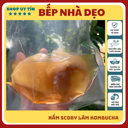 Nấm scoby Kombucha, Con giống Scoby kèm nước mồi