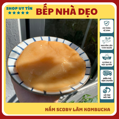 Nấm scoby Kombucha, Con giống Scoby kèm nước mồi