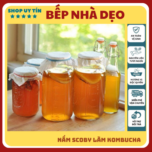 Nấm scoby Kombucha, Con giống Scoby kèm nước mồi