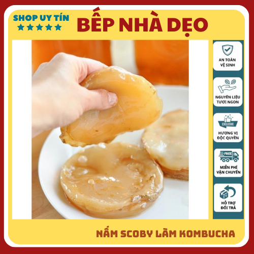 Nấm scoby Kombucha, Con giống Scoby kèm nước mồi