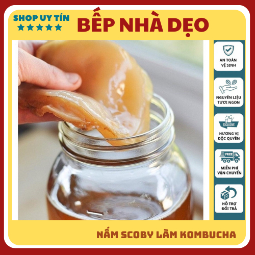 Nấm scoby Kombucha, Con giống Scoby kèm nước mồi