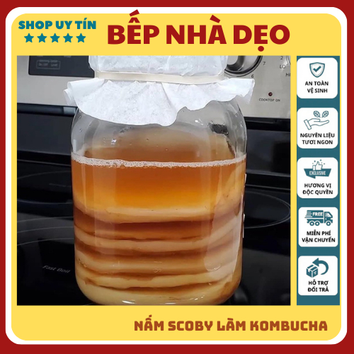 Nấm scoby Kombucha, Con giống Scoby kèm nước mồi