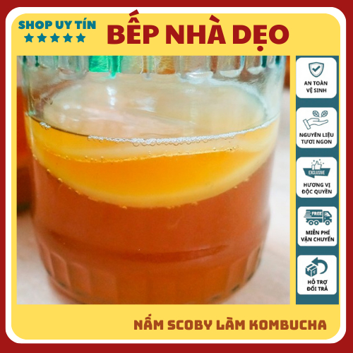 Nấm scoby Kombucha, Con giống Scoby kèm nước mồi