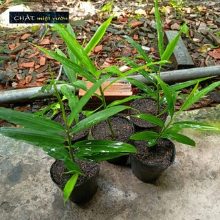 Cây gừng giống xanh tươi cực đẹp - cây cao 20-40cm